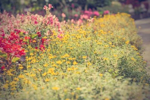 Floral background Stock Photos