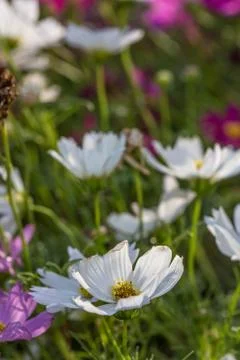 Floral background Stock Photos