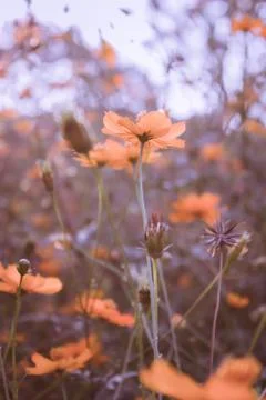 Floral background Stock Photos