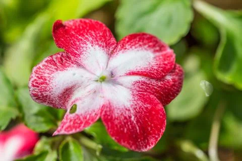 Floral background Foto stock