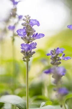Floral background Stock Photos