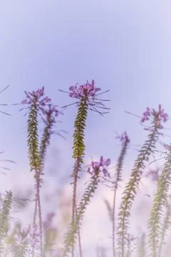 Floral background Stock Photos