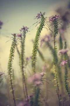 Floral background Stock Photos