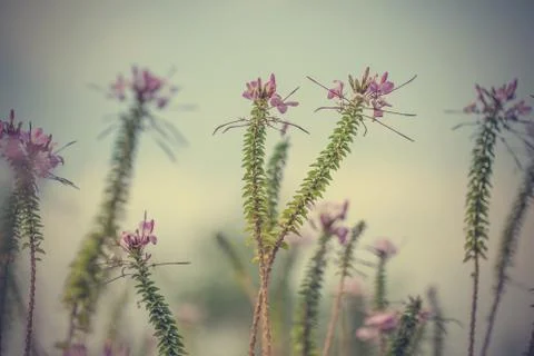 Floral background Stock Photos