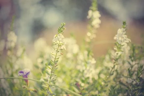 Floral background Stock Photos