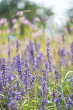 Floral background Stock Photos