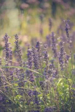 Floral background Stock Photos