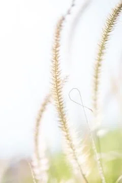 Floral background Stock Photos
