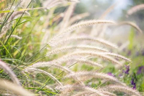 Floral background Stock Photos