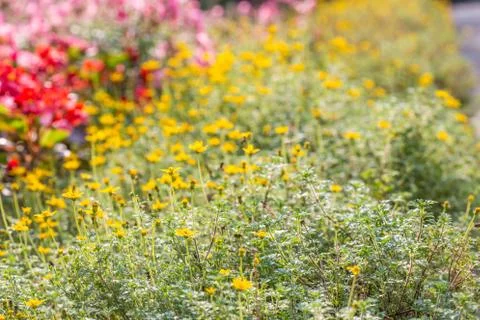 Floral background Stock Photos