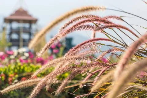 Floral background Stock Photos