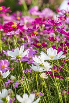 Floral background Stock Photos