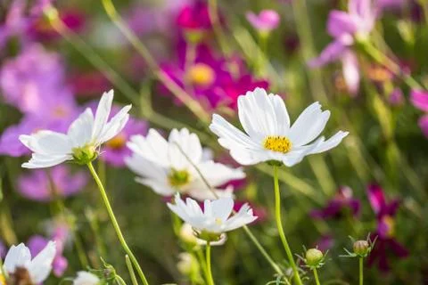 Floral background Foto stock