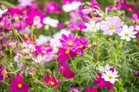 Floral background Stock Photos