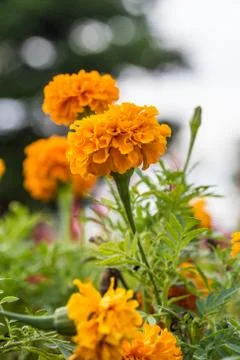 Floral background Stock Photos