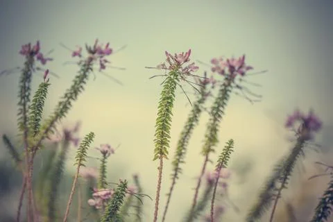 Floral background Stock Photos