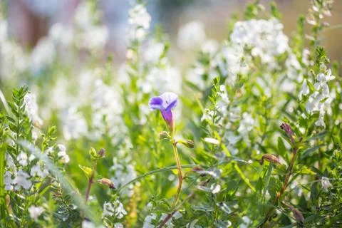 Floral background Stock Photos