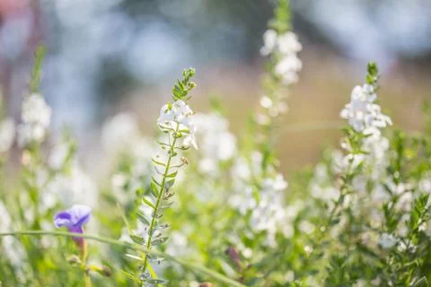 Floral background Stock Photos