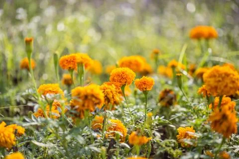 Floral background Stock Photos
