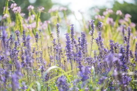 Floral background Foto stock