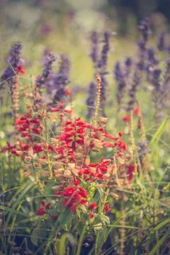 Floral background Stock Photos