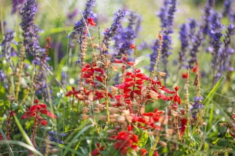 Floral background Stock Photos