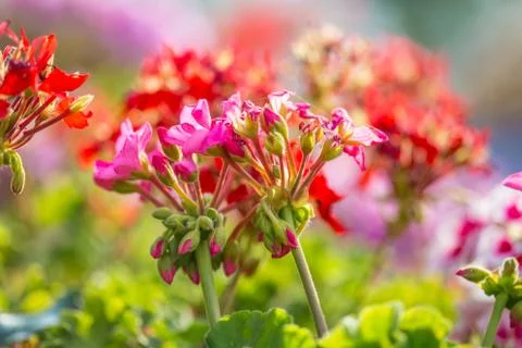 Floral background Stock Photos