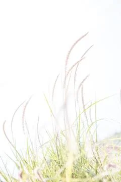 Floral background 스톡 사진