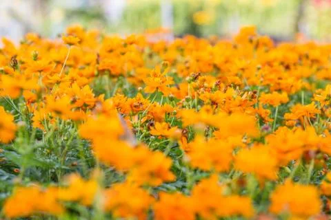 Floral background Stock Photos
