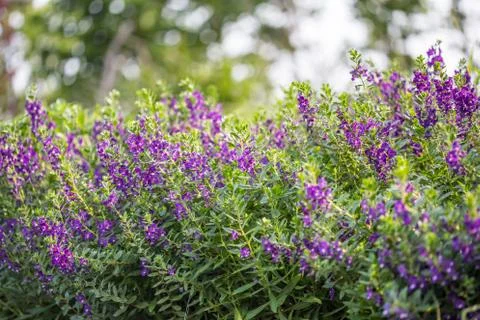 Floral background Foto stock