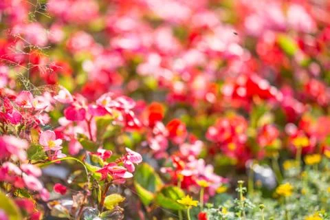 Floral background Stock Photos