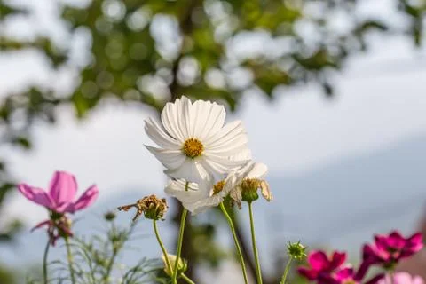 Floral background Stock Photos