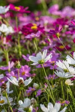 Floral background Stock Photos