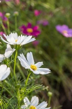 Floral background Stock Photos