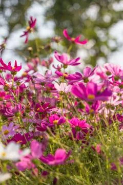 Floral background Stock Photos
