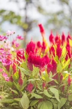 Floral background Stock Photos