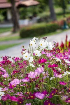 Floral background Stock Photos
