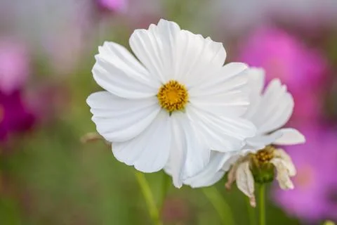 Floral background Stock Photos