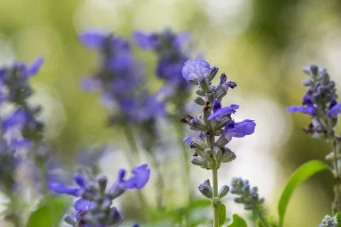 Floral background Stock Photos