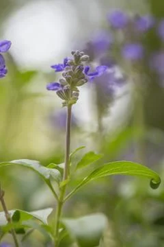 Floral background Stock Photos