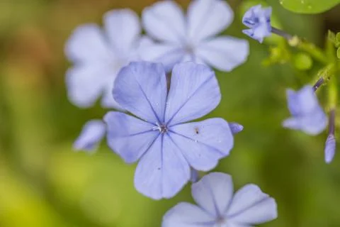 Floral background Stock Photos