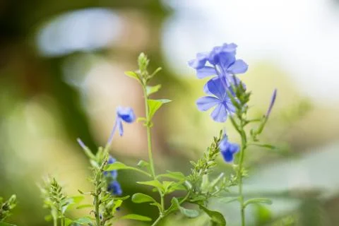 Floral background Stock Photos
