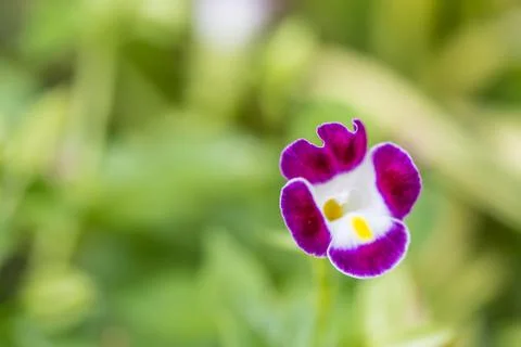 Floral background Stock Photos