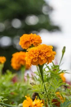 Floral background Stock Photos
