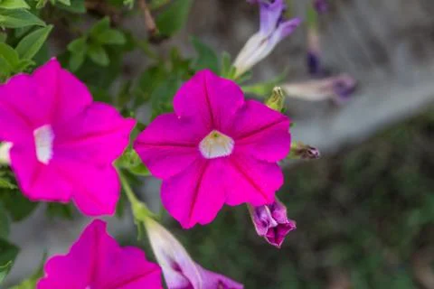 Floral background Stock Photos