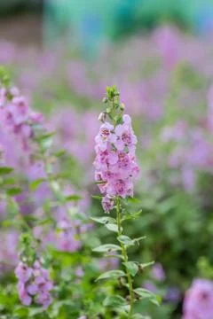 Floral background Stock Photos