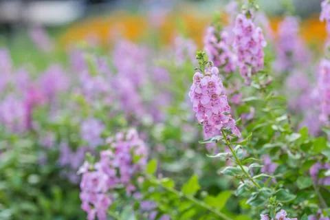 Floral background Stock Photos