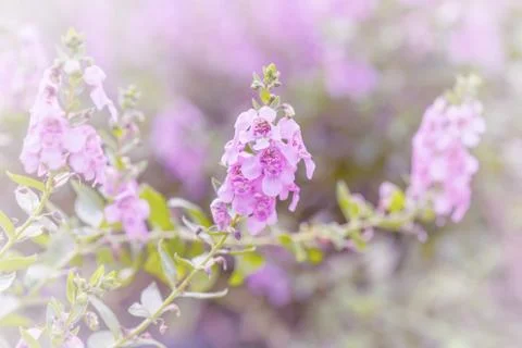 Floral background Stock Photos