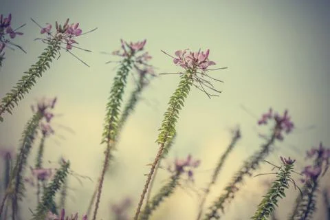 Floral background Stock Photos