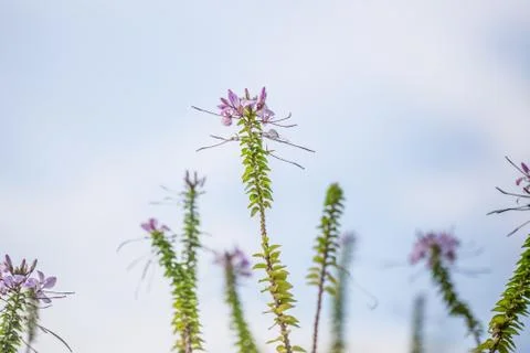 Floral background Stock Photos